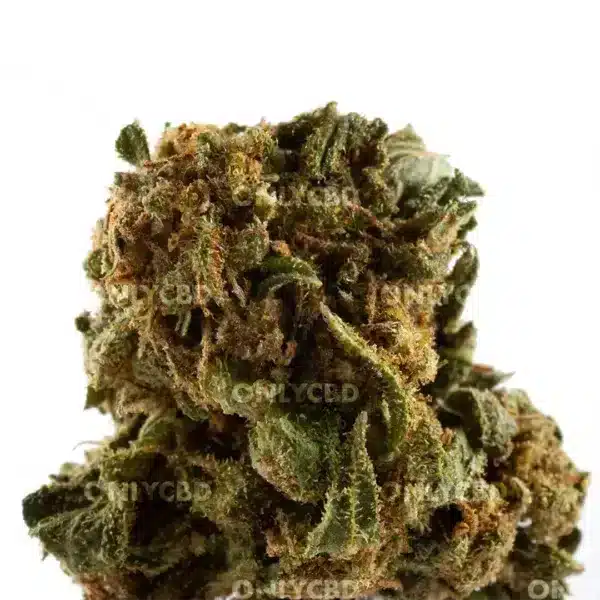 Golden Nuggets CBD Mini Buds 10g
